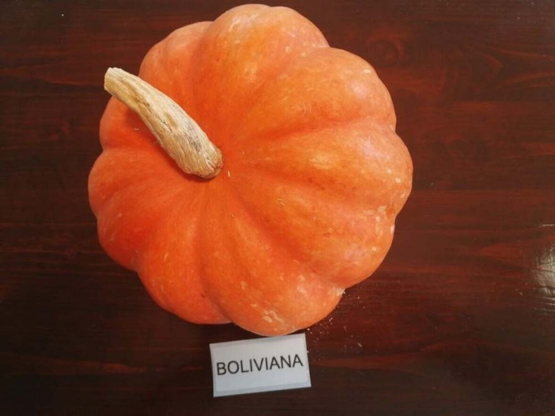 Boliviana sütőtök  - Különleges tökfélék az Egzotikus Növények Stúdiójától